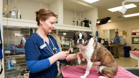 How to Become a Veterinary Pathologist in the US