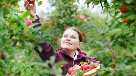 young woman picking red apples in an orchard