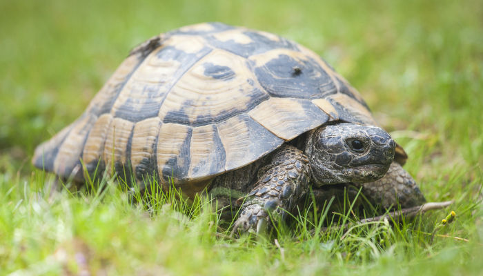 Tortoise in grass