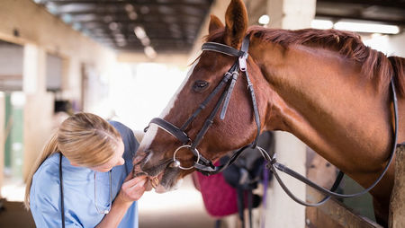 Female vet examining horse teeth 