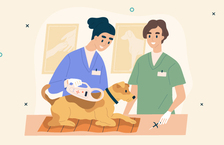 vet and a vet nurse treating a small dog