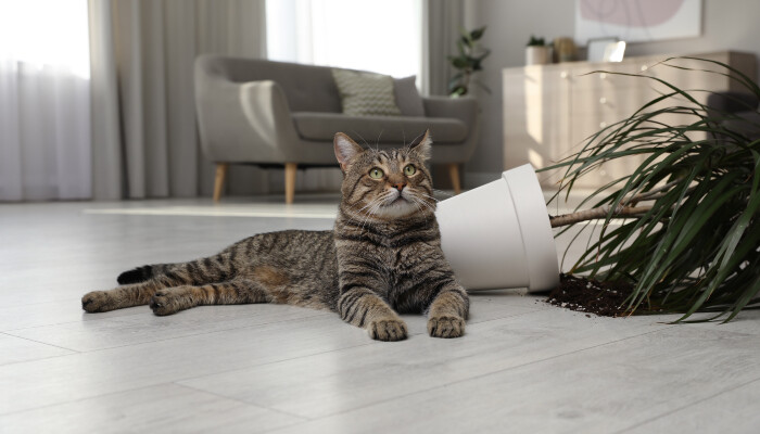 A cat lying down in front of a knocked-over plant pot