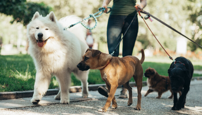 A woman walking dogs on leashes