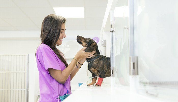 A female vet assistant and a dog