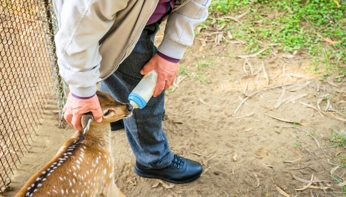 A man bottle-feeding a fawn