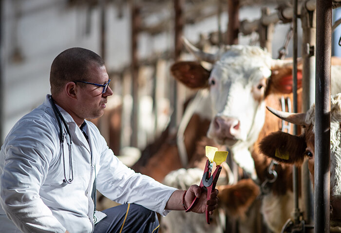 Man in white coat crouching near cows.