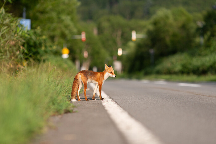 Fox about to walk into the road.