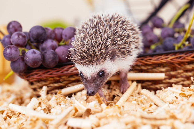 Pygmy hedgehog 
