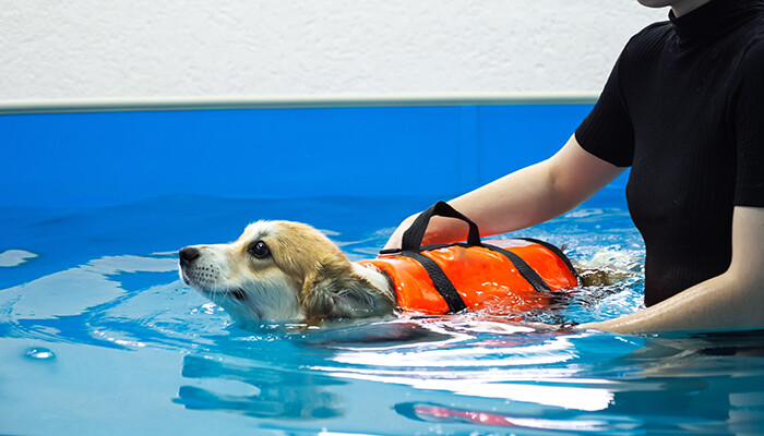 Canine Hydrotherapist - Best Jobs For Dog Lovers