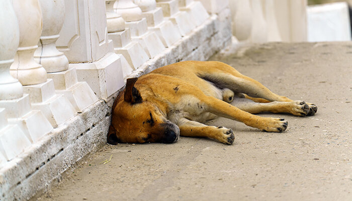 Animal Welfare Officer - Jobs For Dog Lovers