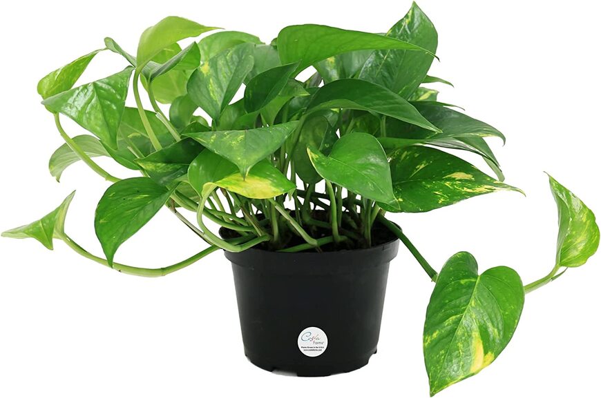 Golden pothos