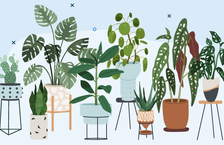 The best office plants to brighten up your office