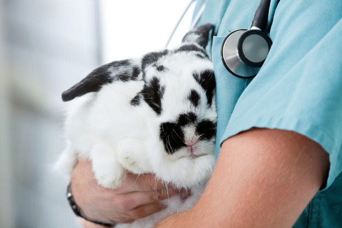 Veterinary technician
